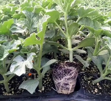 汝南哪有育嫁接西瓜苗,上蔡2k\美都西瓜苗育苗厂2026