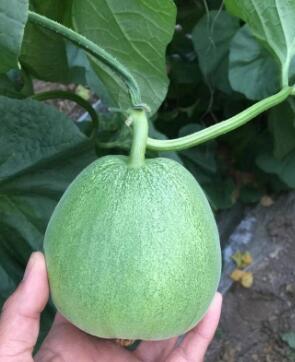 响水哪有卖绿宝甜瓜苗,滨海嫁接羊角蜜甜瓜苗厂2026