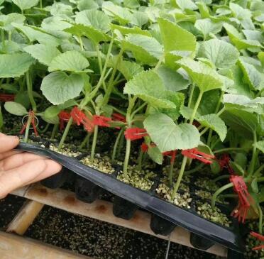 建湖哪里卖甜瓜苗,东台育嫁接绿宝\羊角蜜甜瓜苗厂2026